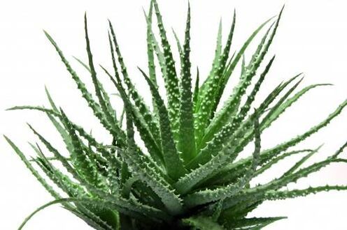 Aloes w Men's Defence