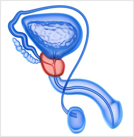 Prostata